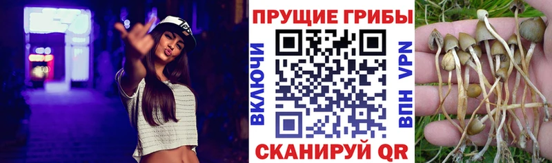 Купить где  Печоры  Галлюциногенные грибы Psilocybine cubensis 